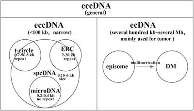 Extrachromosomal Circular DNA: Category, Biogenesis, Recognition, and Functions